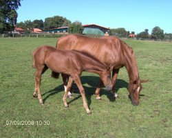 broodmare Weltfee (Hanoverian, 1998, from Weltmeyer)