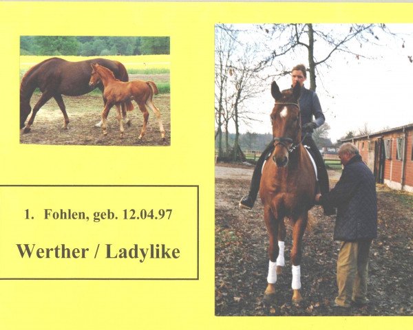 horse Westermann (Hanoverian, 1997, from Werther)