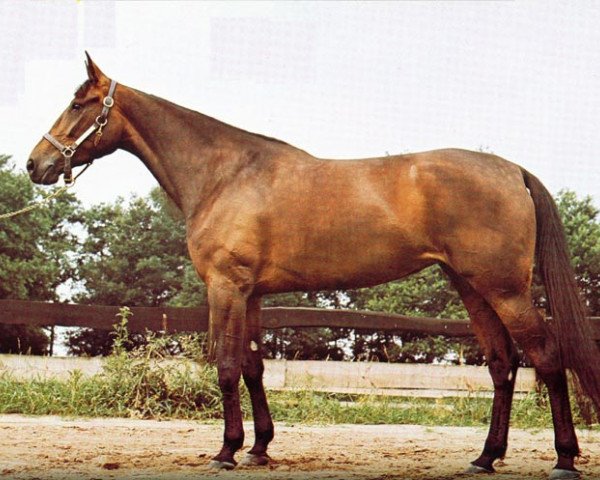 horse Speedy Volita (US) (American Trotter, 1972, from Speedy Count 0797A (US))