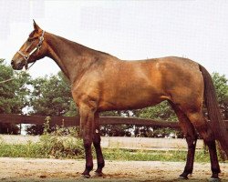 Pferd Speedy Volita (US) (Amerikanischer Traber, 1972, von Speedy Count 0797A (US))