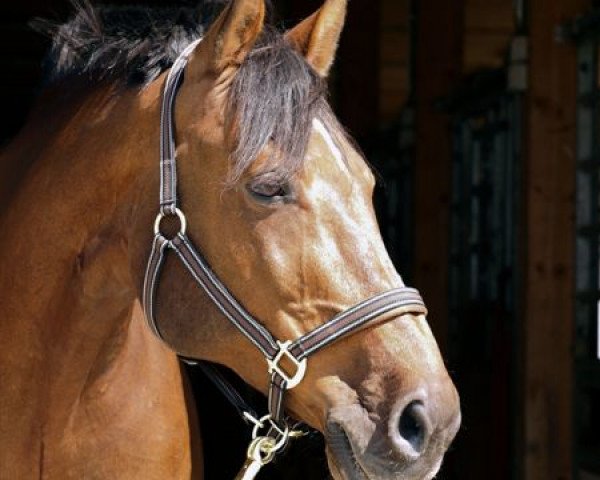 horse Lazzaro 2 (Holsteiner, 1992, from Lord-Calando)