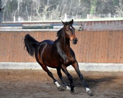 broodmare Weinfralys (Westphalian, 2006, from Weinzauber)