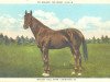 stallion McGregor the Great 68205 (US) (American Trotter, 1915, from Peter the Great 28955 (US))
