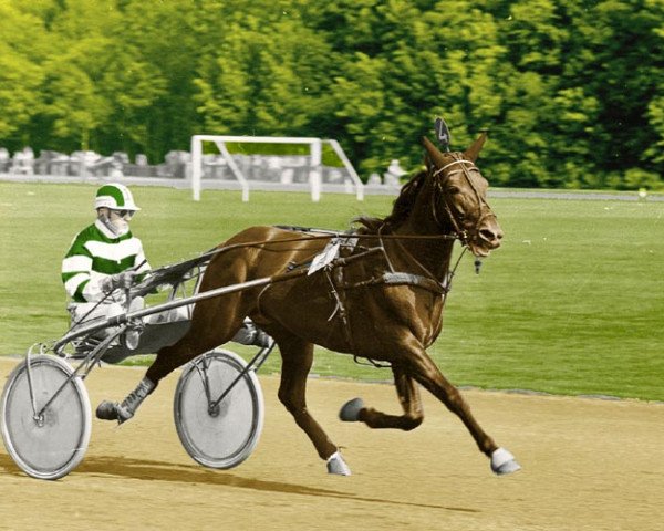 horse Jojo Buitenzorg (NL) (Traber, 1968, from Dean Worthy (US))