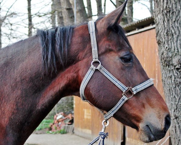 broodmare De Rieke (Oldenburg, 2001, from De Niro)