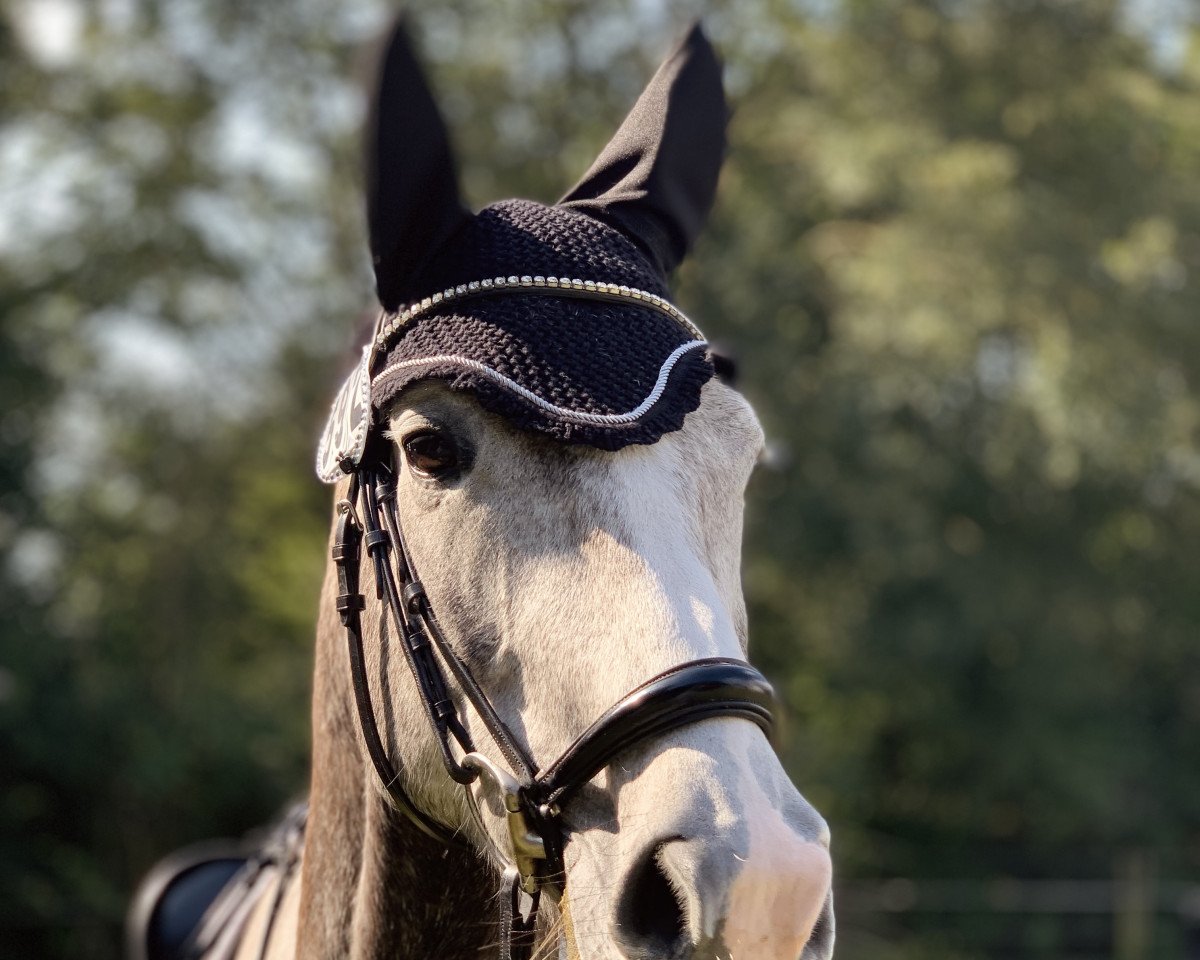 Springpferd Kendira (Deutsches Sportpferd, 2014, von Kaiserwind)