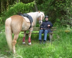 Zuchtstute Ascona (Haflinger, 1992, von ABC-Schütze (3,125% ox))