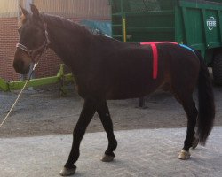 horse Leroy (Holsteiner, 1987, from Losander)