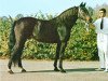 stallion Lullwater Victory (US) (American Trotter, 1953, from Victory Song 76207 (US))