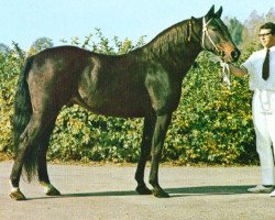 stallion Lullwater Victory (US) (American Trotter, 1953, from Victory Song 76207 (US))