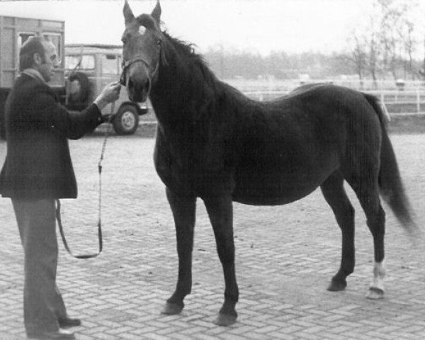 broodmare Progusta (DE) (German trotters, 1955, from Progus (DE))