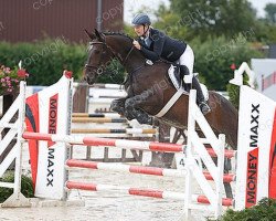 dressage horse Dragon 106 (Oldenburg, 2009, from Diderot)