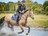 Zuchtstute Classy Gold (Deutsches Reitpony, 2003, von FS Champion de Luxe)