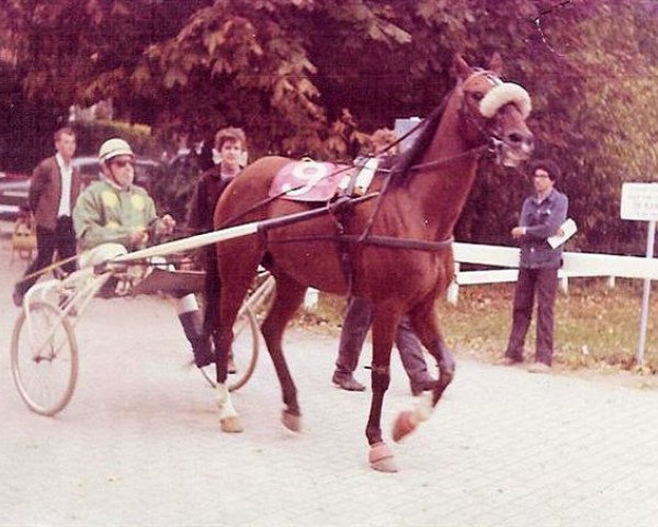 horse Anton (NL) (Traber, 1959, from Double Six M (FR))