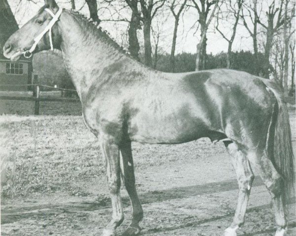 stallion Messidor (French Trotter, 1934, from Gael (FR))
