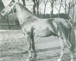 Deckhengst Messidor (Französischer Traber, 1934, von Gael (FR))