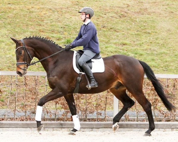 Dressurpferd Sir Steigenberg (Deutsches Sportpferd, 2011, von Sir Hayfield)