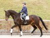 dressage horse Sir Steigenberg (German Sport Horse, 2011, from Sir Hayfield)