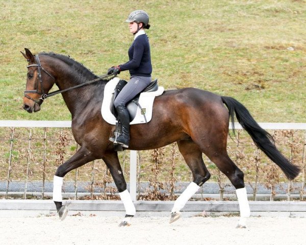 dressage horse Sir Henry (German Sport Horse, 2011, from Sir Hayfield)