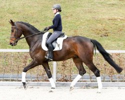 Dressurpferd Sir Henry (Deutsches Sportpferd, 2011, von Sir Hayfield)