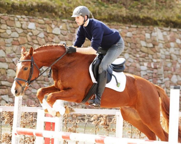 jumper Sir Hope (German Sport Horse, 2011, from Sir Hayfield)