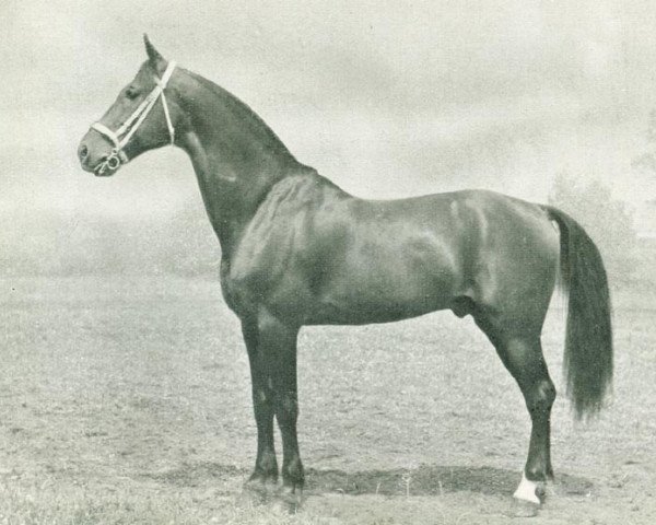 stallion Fried (DE) (Traber, 1934, from Tizian)