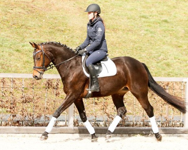 Zuchtstute Donna Rubina (Deutsches Sportpferd, 2011, von Diamond Ruby)