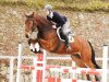 jumper Corvinus (German Sport Horse, 2011, from Cortoni)