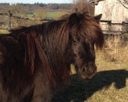 Zuchtstute Charmante van de Pony Hoeve (Shetland Pony, 2009, von Promotie van Kastanjehof)