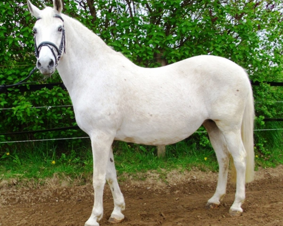 Zuchtstute Brenda (Deutsches Reitpony, 1992, von Magnum)