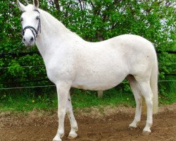 broodmare Brenda (German Riding Pony, 1992, from Magnum)