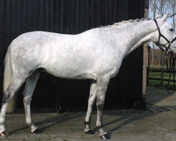horse Ganymedes (Arab-Berber, 2009, from Genesis)
