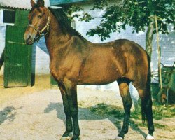 stallion Mac Kinley NL) (Traber, 1945, from Mc Gregor (US))