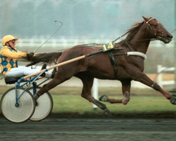 stallion Ourasi (FR) (French Trotter, 1980, from Greyhound (FR))