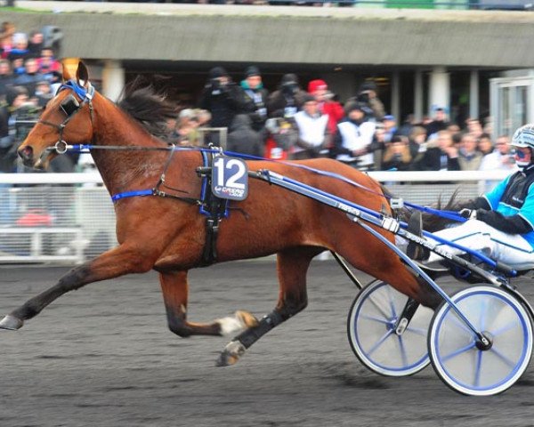 Pferd Timoko (FR) (Französischer Traber, 2007, von Imoko (FR))