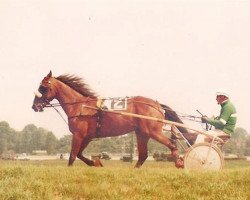 Pferd Nico Kid (NL) (Traber, 1972, von Oh You Kid (US))