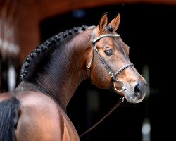 stallion Sandro Boy (Oldenburg, 1993, from Sandro)