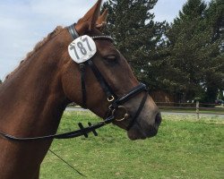 Springpferd Viola D'Amour (Deutsches Reitpony, 2011, von Dressman III)