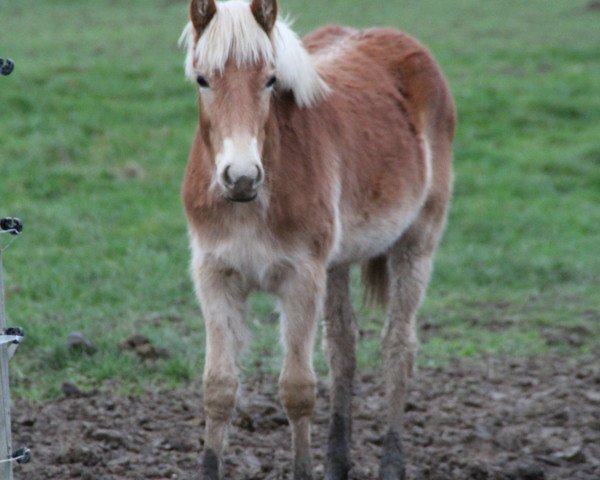 broodmare Dajara (1,57% ox) (Edelbluthaflinger, 2015, from Aperol)