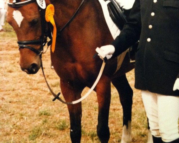 broodmare Clover (German Riding Pony, 1980, from Dahook ox)