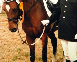 Springpferd Clover (Deutsches Reitpony, 1980, von Dahook ox)