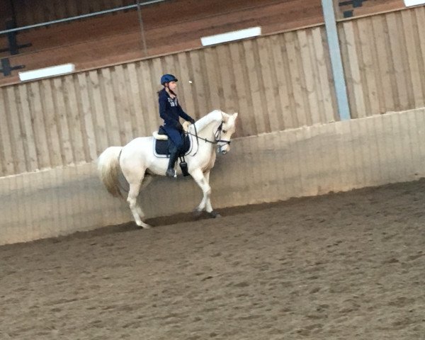 dressage horse Erlenbruch's Dorina (German Riding Pony, 2005, from Donnertraum 2)