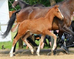 broodmare Valentina Eleen P (Hanoverian, 2015, from Valentino)