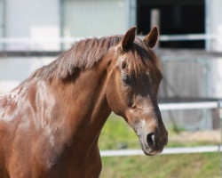 Dressurpferd Geffrey (Deutsches Reitpony, 2003, von FS Golden Highlight)