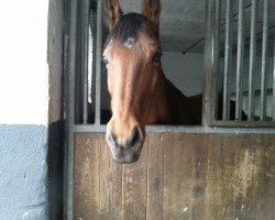 broodmare Cara (Oldenburg, 2003, from Couleur Rubin)