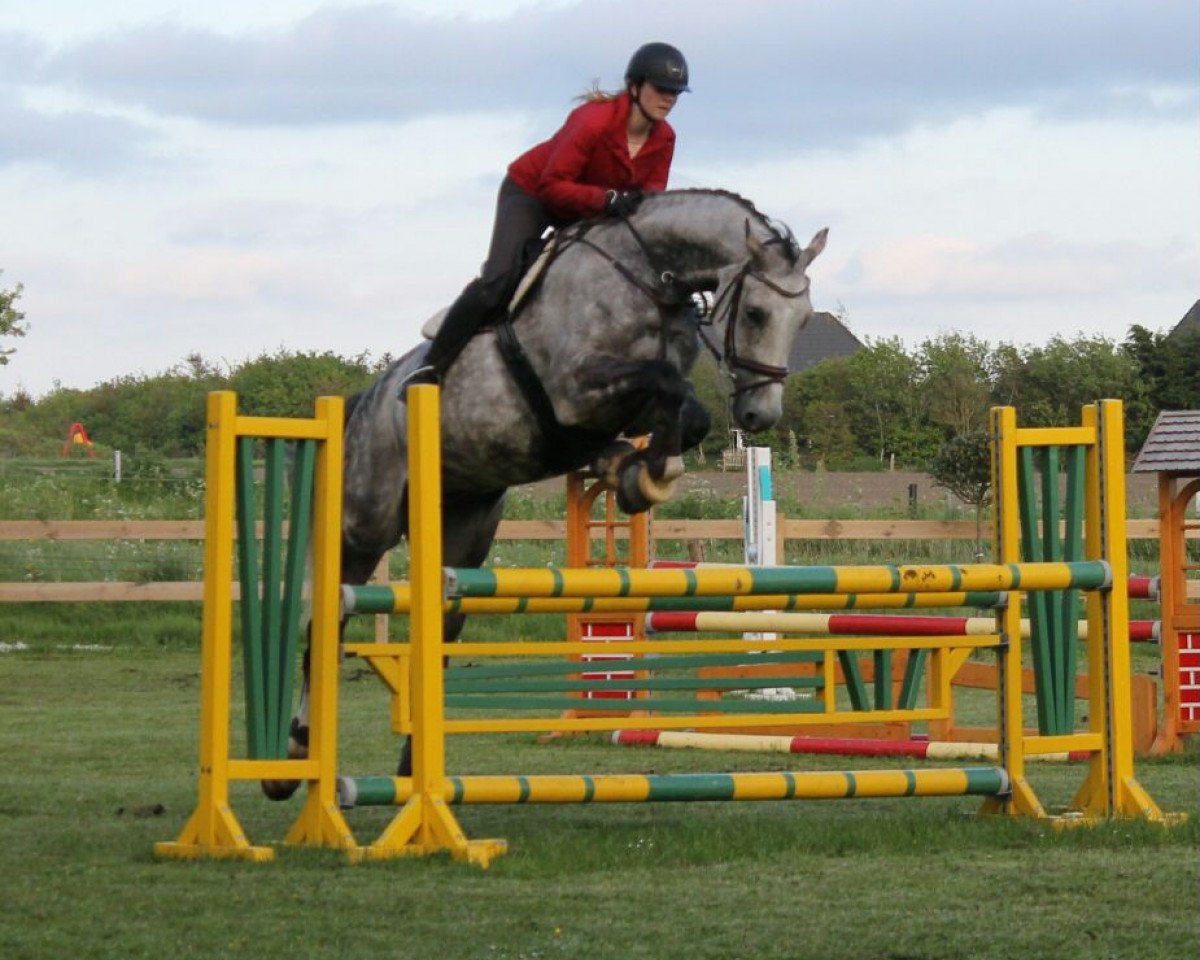 jumper Cronus (Holsteiner, 2006, from Contact Me)