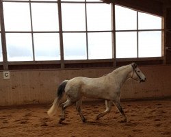 Pferd Thiergartenhofs Sirius (Connemara-Pony, 2013, von Glaskopf Golden Swaine)