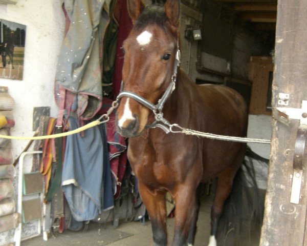 dressage horse Divine Thunder (Sachse,  , from Drakdream)