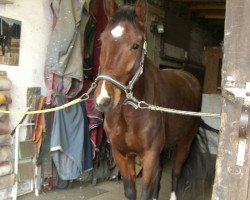 dressage horse Divine Thunder (Sachse,  , from Drakdream)