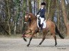 dressage horse Dreamworks international (German Riding Pony, 2008, from FS Don't Worry)